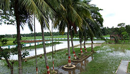 Palm Village Resort - Country Side View